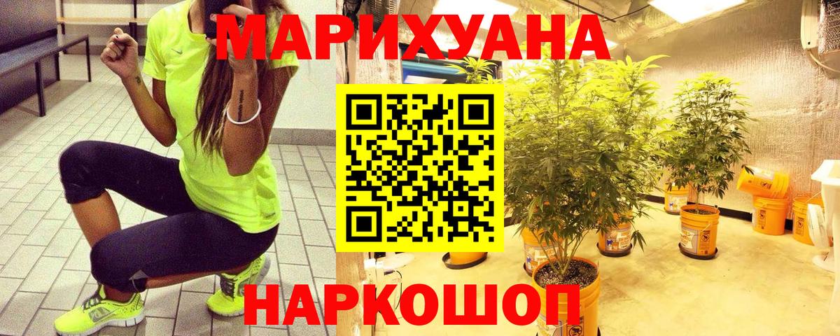Каннабис план Ессентуки